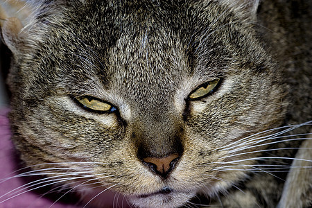 普塞尔语Name家畜宠物猫科动物爪子眼睛胡须哺乳动物艺术品动画片友谊图片