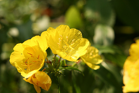 黄昏发烧飞沫花粉花瓣雄蕊叶子治愈植物群植物绿色图片