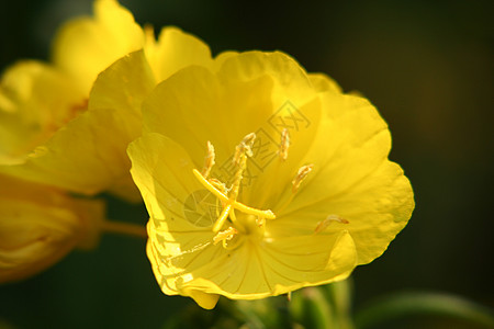 黄昏月见草雄蕊植物群花粉粮食萼片花瓣绿色治愈发烧图片