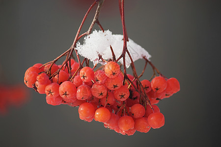 雪下浆果植物分支机构照片红色白色季节图片