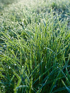 霜草冻结的青草选择性植物草地场地乡村树叶绿色季节水晶叶子背景