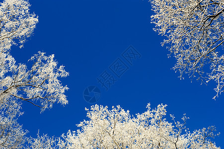 冻结分支白色天气雾凇冷冻结晶雪花图片