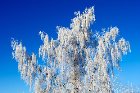冰树天气结晶冻结雾凇雪花白色冷冻图片