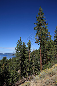 塔霍湖风景松树树木蓝色山腰天空森林假期旅游山脉图片