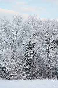 冻结树木公园雪包天空车道仙境森林橡木薄片小路寒冷图片