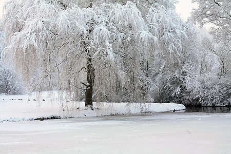 冬季森林池塘场地薄片季节树木蓝色橡木小路雪包公园图片