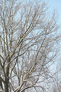雪树小路季节树木雪包车道仙境场地橡木寒冷天空图片