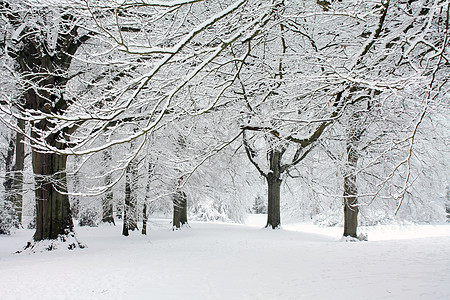 童话般的冬季森林图片