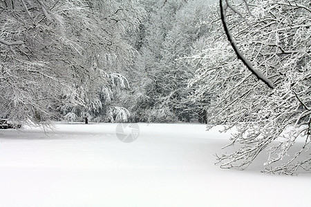 冬季森林薄片天空雪包树木寒冷孤独小路季节公园场地图片