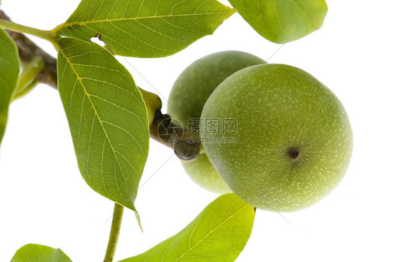 白线上孤立的生长胡桃饮食季节食物小吃派对传统甜点坚果核桃叶子图片