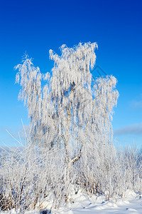 白雪树冻结雪花天气结晶冷冻雾凇白色图片