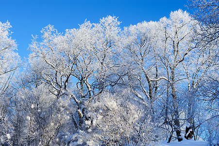 冬季森林白色雾凇冷冻雪花天气冻结结晶图片