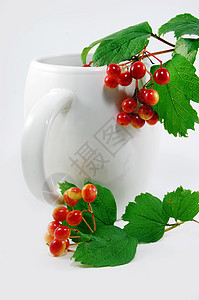 红莓果杯子灌木衬套荒野花瓶白色圆形生长红色叶子图片