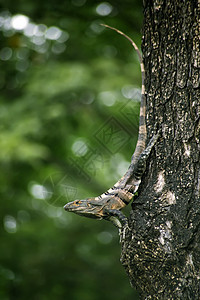 树上的伊瓜娜背景图片