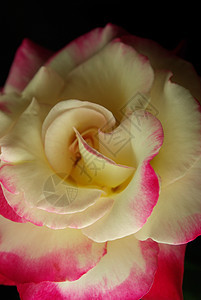 粉红白玫瑰红色粉色白色花瓣背景图片