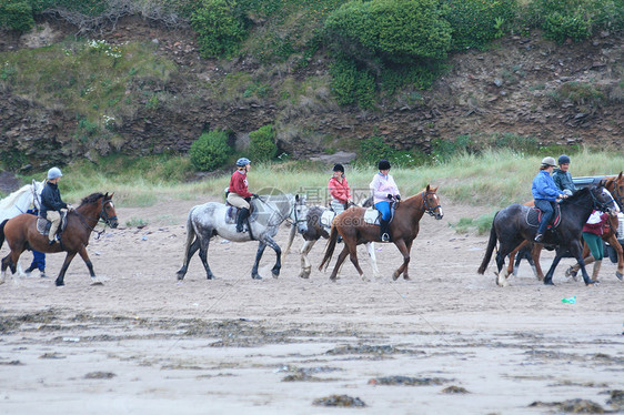 海滩上的马匹海岸蓝色图片