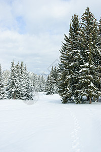 冬季森林旅行场景冻结云杉寒意公园粉末暴风雪树木荒野图片