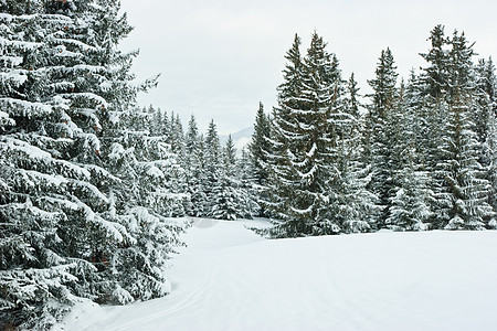 冬季森林云杉高山暴风雪冻结公园场景针叶树荒野降雪天气图片