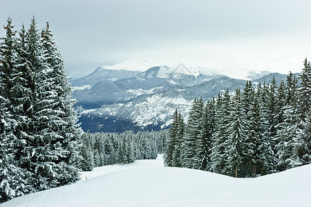 冬季山的林木森林针叶公园旅行荒野松树冻结降雪高山天气图片