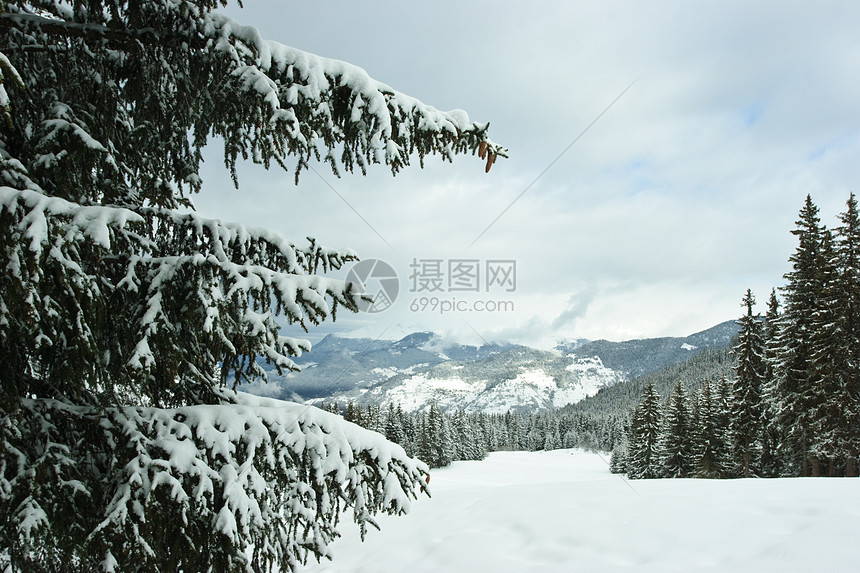 冬季山的林木针叶松树高山降雪场景树木天气针叶树暴风雪森林图片