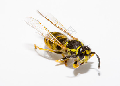黄蜂毒液荒野胸部夹克动物翅膀身体条纹航班害虫图片
