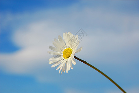 蓝春空下菊花向日葵太阳乐趣蓝色花朵草地极乐天空草原场地图片