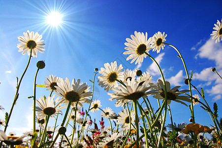 下方花朵洋甘菊生活草地太阳晴天花园地平线花瓣场地享受图片