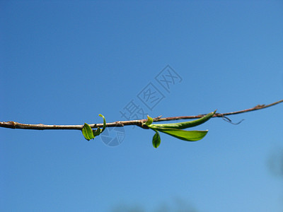 树枝植物群蓝色枝条天空绿色背景图片