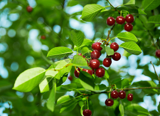 树上的樱桃浆果红色叶子绿色健康肉质果园水果食物图片