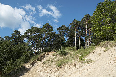 松树荒野爬坡植物树木针叶林瘢痕森林悬崖图片
