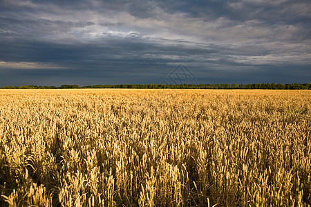 字段和天空金子阳光玉米收成植物群种子培育生长食物农场图片