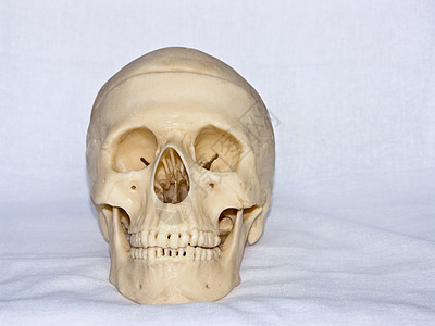 人的骨骼 1背景图片