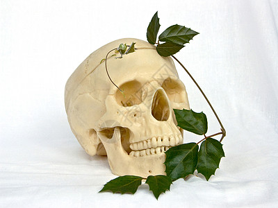 人的头骨和一团长春藤图片
