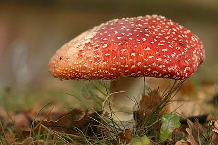 拖脚凳菌类棕色绿色季节红色叶子白色背景图片