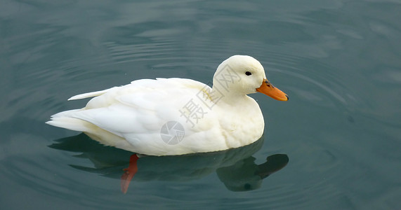 白鸭漂浮在水面上图片