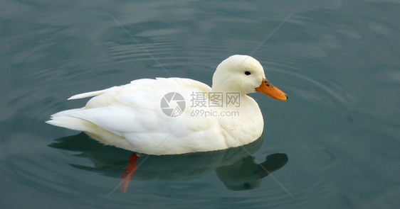 白鸭漂浮在水面上图片