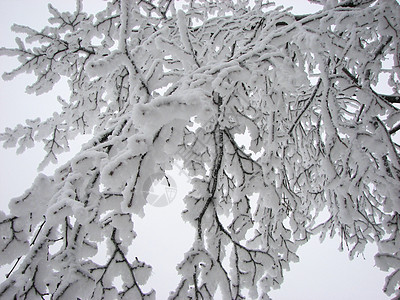 雪雪树温度蓝色下雪森林天空气候暴风雪植物天气衬套图片