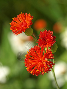 红色的花雌蕊花朵黄色植物学植物太阳花瓣图片