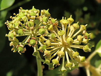 常数太阳雌蕊植物学花朵黄色花瓣叶子植物图片