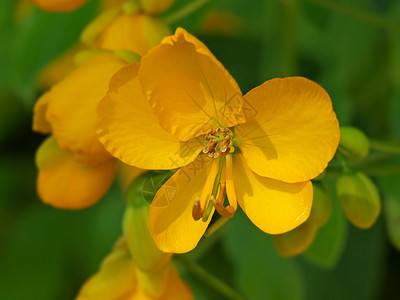 橙色花花花瓣雌蕊太阳花朵植物黄色植物学图片