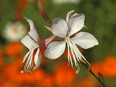 异国白花植物学雌蕊白色花朵花瓣太阳叶子热带植物图片