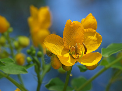 橙色花花花朵雌蕊植物黄色植物学花瓣太阳图片