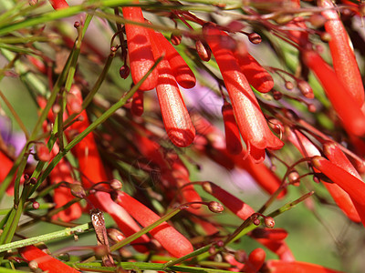 红葵花太阳植物雌蕊黄色花瓣植物学花朵图片