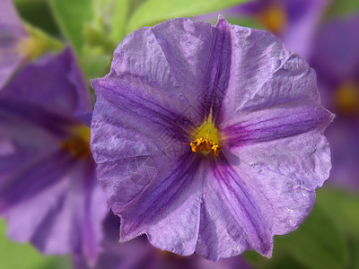 紫色花朵黄色雌蕊花瓣植物太阳植物学图片