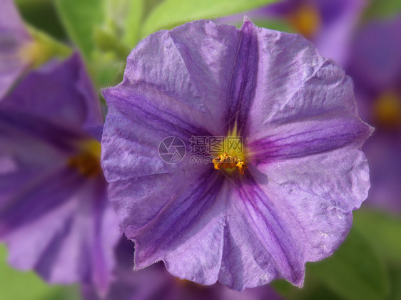 紫色花朵黄色雌蕊花瓣植物太阳植物学图片