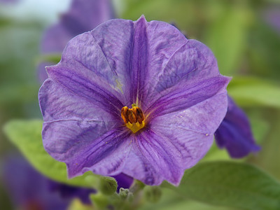 紫花朵花瓣太阳雌蕊植物学植物黄色花朵图片