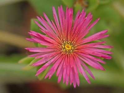 灯光光谱花瓣紫色雌蕊季节红色奇观花朵雄蕊植物学植物群图片