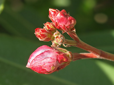 玫瑰花蕾芽图片