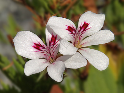 白花和红花红色花朵雌蕊黄色植物植物学花瓣太阳图片