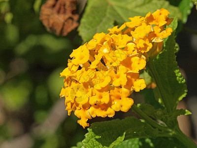 黄黄亚南黄色丹花植物学季节花园植物群盘子雄蕊图片